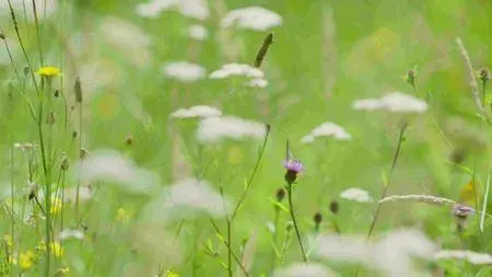 BBC - The Somme 1916: From Both Sides of the Wire (2016)