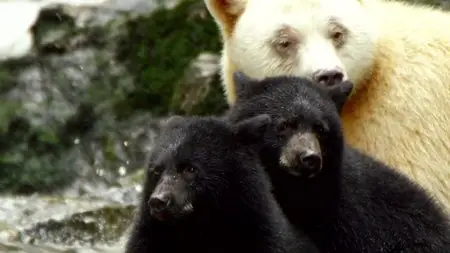 BBC - Natural World: Ghost Bear Family (2015)