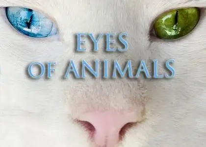 Animal Eyes - Stock Images