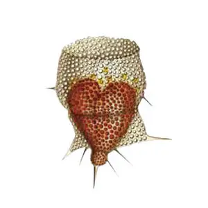 Medeski Martin & Wood - Radiolarians. The Evolutionary Set (2009) [5CD+DVD BoxSet] {Indirecto Records} [re-up]