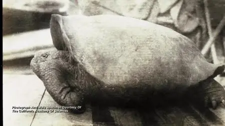 Extinct or Alive S02E01