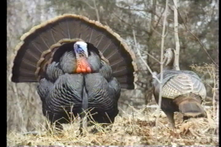 Wild Discovery - America's Wild Turkey (1990)