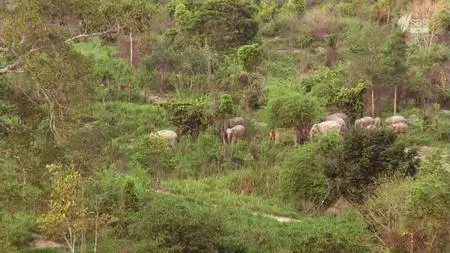 SBS - Wild Thailand (2014)