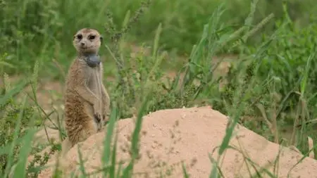 Meerkat Manor: Rise of the Dynasty S01E11