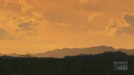 Discovery. Sunrise Earth - 32. Birds of Palo Verde