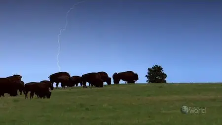 NHK Wildlife - King of the Prairie: Bison (2010)