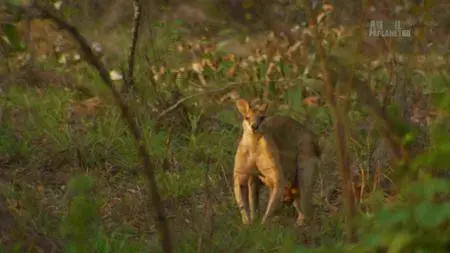 Animal Planet - National Parks Australia: Kakadu (2017)