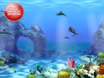 Dolphin Screen Saver