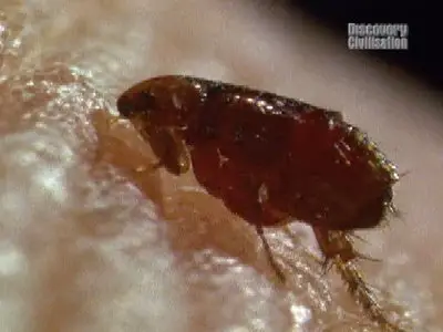 Discovery Civilisation The Mystery of The Black Death