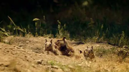 BBC Natural World - The Super Squirrels (2018)