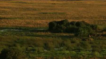 The Last Lions (2011) [LIMITED]