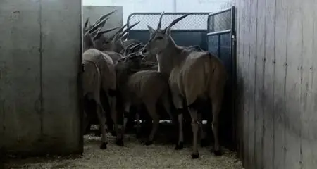 Bestiaire (2012)