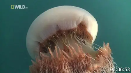National Geographic Monster Jellyfish Attack