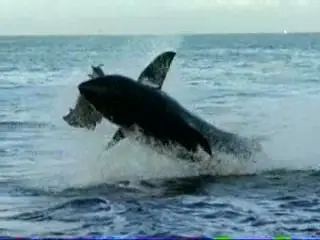 Discovery Air Jaws Sharks Of South Africa