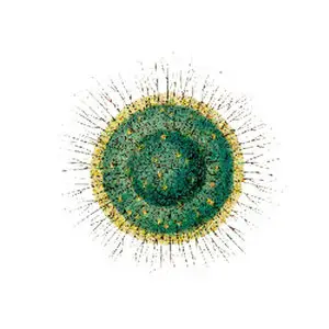 Medeski Martin & Wood - Radiolarians. The Evolutionary Set (2009) [5CD+DVD BoxSet] {Indirecto Records} [re-up]