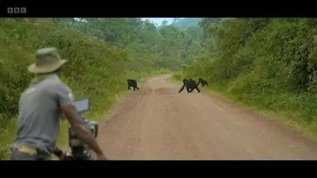 BBC - Silverback (2024)