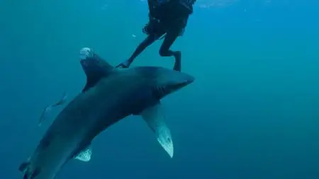 Sharkwater Extinction (2018)