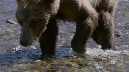 CBC - The Nature of Things: The Last Grizzly of Paradise Valley (2015)