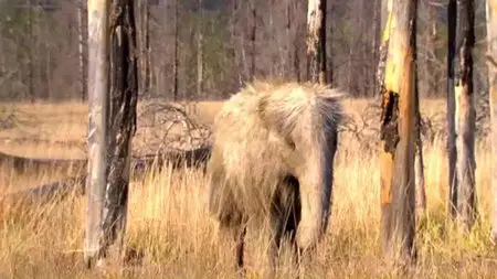 Discovery Channel - Baby Mammoth (2007)