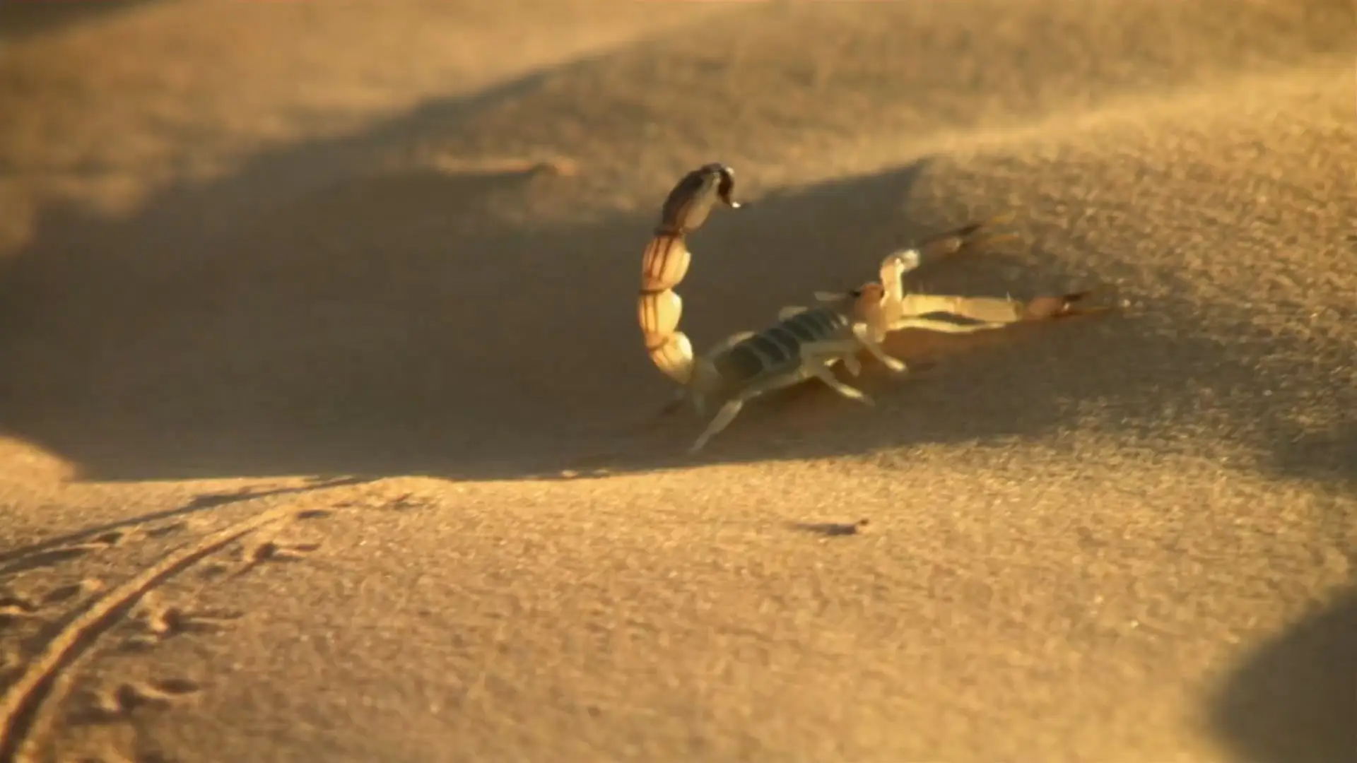 Off The Fence - Wildest India: Series 1 (2012)