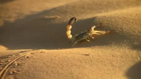 Off The Fence - Wildest India: Series 1 (2012)