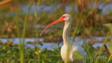 Discovery. Sunrise Earth - 32. Birds of Palo Verde