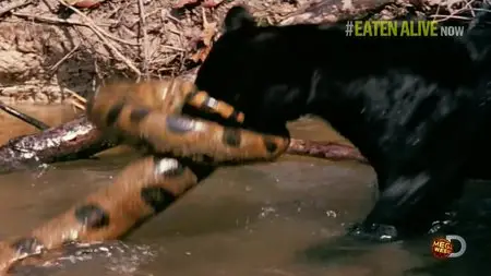 Discovery Channel - Eaten Alive (2014)