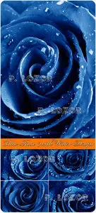 Blue Rose with Water Drops - Stock Photos 