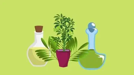 A Beginner's Guide to Herbal Medicine