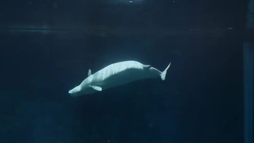 The Aquarium S02E00