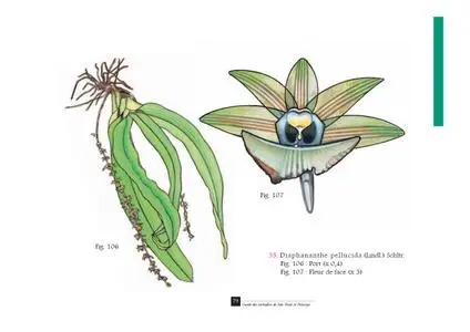 T. Stévart, F. de Oliveira, "Guide des orchidées de São Tomé et Príncipe / Guia dos orchídeas de São Tomé e Príncipe"