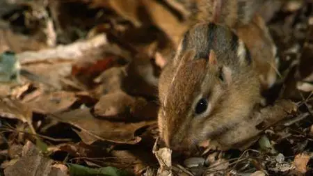 BBC Natural World - The Super Squirrels (2018)