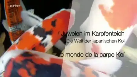 (Arte) Le monde de la carpe koï (2011)