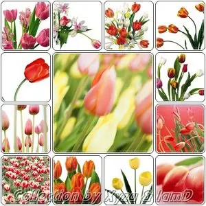 The Flower Collection: Tulip Series 1-7