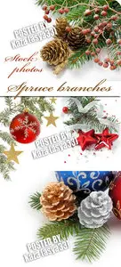 Spruce branches 2