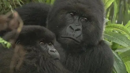BBC: Mountain Gorilla. Ep1 - Kingdom in the Clouds / BBC: Горная горилла. Серия 1 - Царство в облаках (2010)