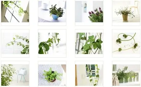 Indoor Green Wallpapers