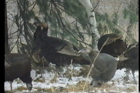 Wild Discovery - America's Wild Turkey (1990)