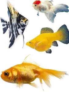 Underwater World: Aquarium fish
