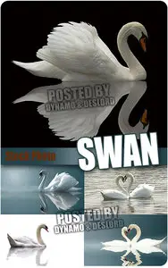 Swan - UHQ Stock Photo