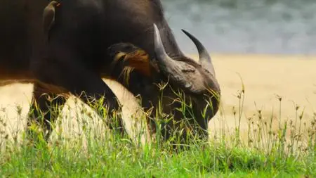 Our Great National Parks S01E01