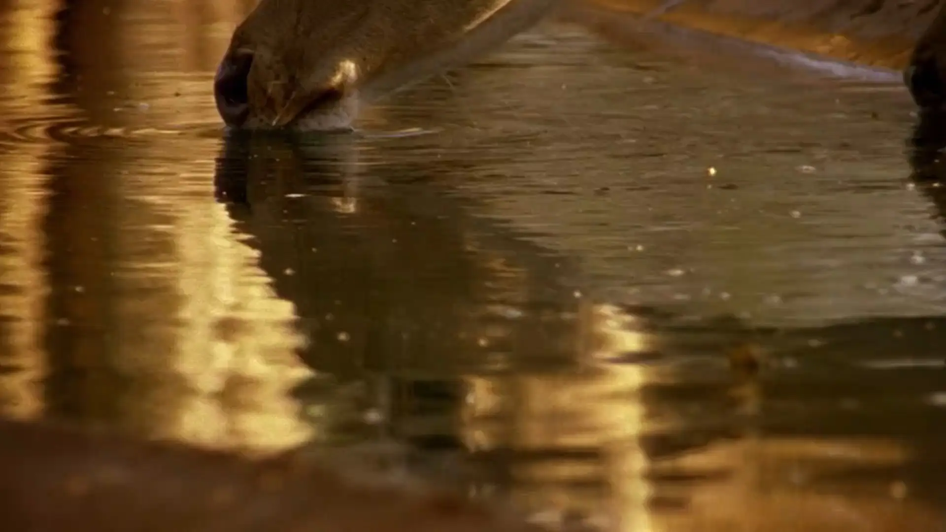 Off The Fence - Wildest India: Series 1 (2012)