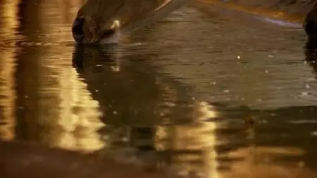 Off The Fence - Wildest India: Series 1 (2012)