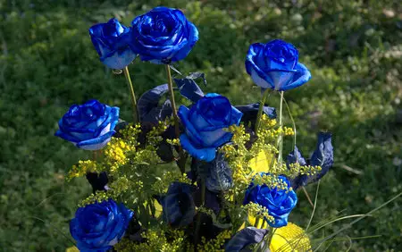 Blue Roses