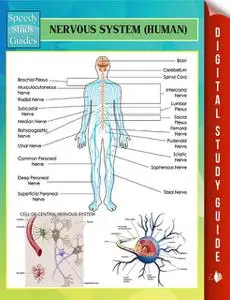 «Nervous System (Human) Speedy Study Guides» by Speedy Publishing