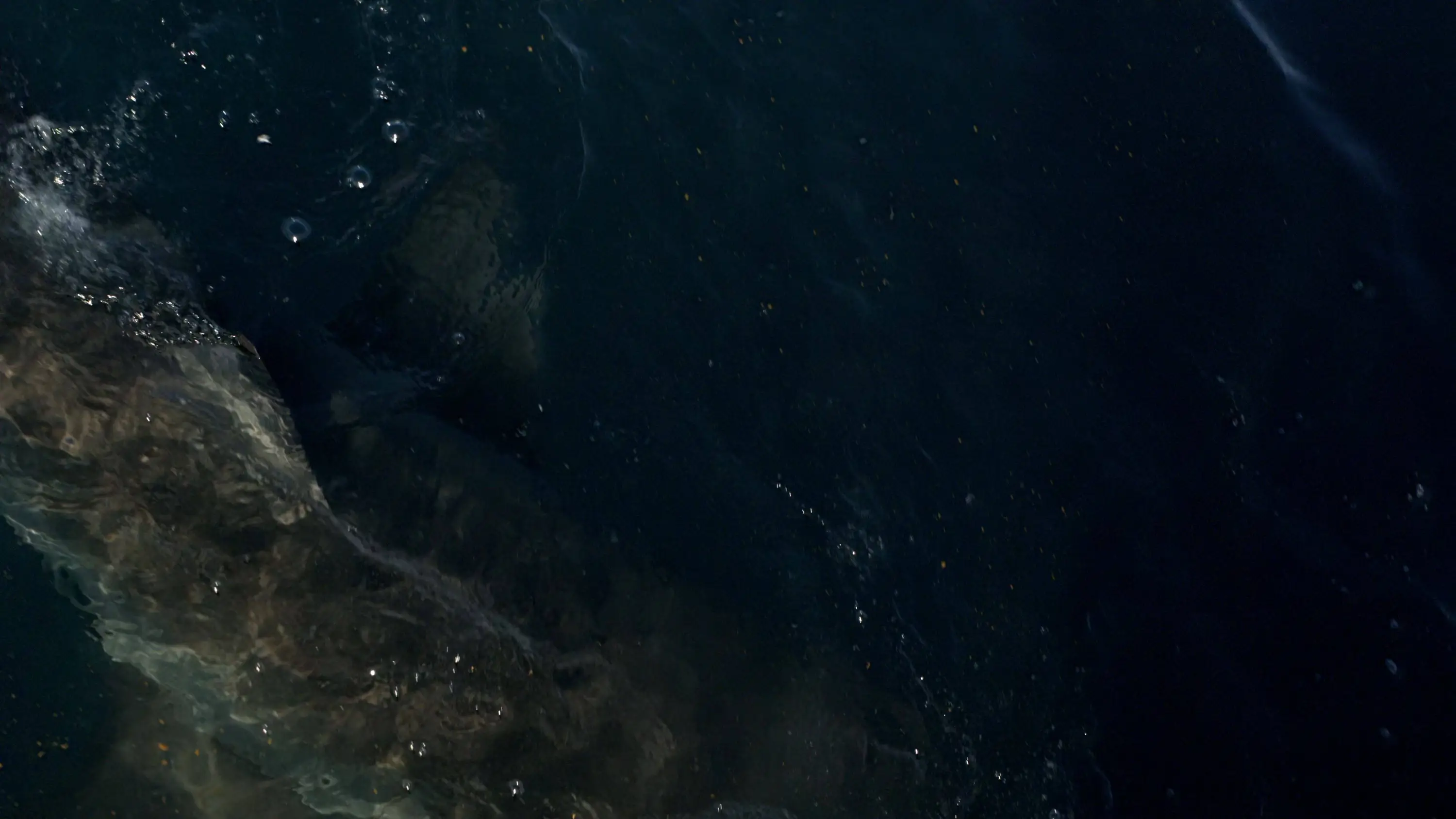 Great White Shark (2013)