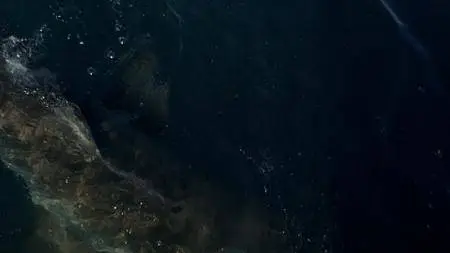 Great White Shark (2013)