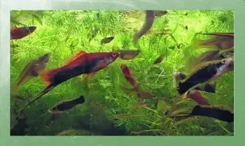 Screensaver Aquarium Real Life 9