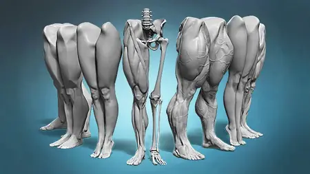 Legs and feet anatomy exercises course