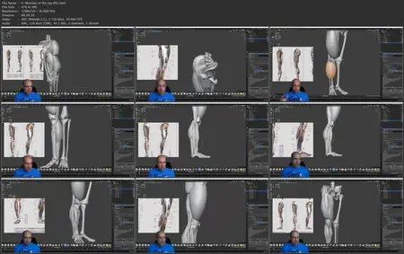 Legs and feet anatomy exercises course